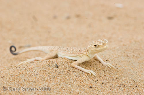 Phrynocephalus arabicus