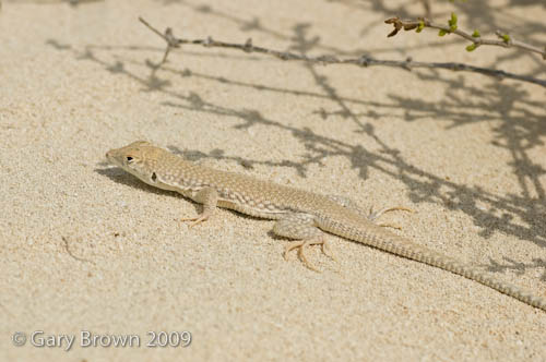acanthodactylus
