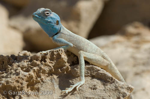 Pseudotrapelus sinaitus