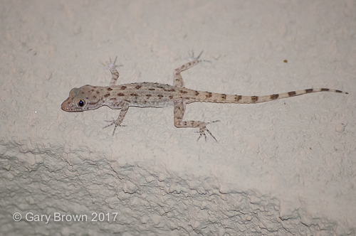 Cyrtopodion scabrum