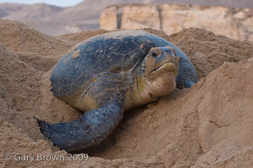 Chelonia mydas