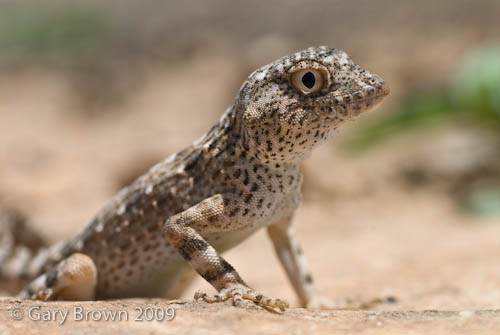 Pristurus carteri