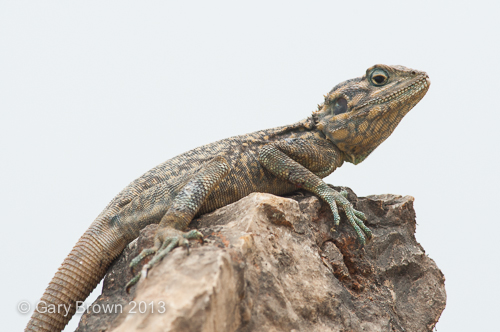 Acanthocercus adramitana