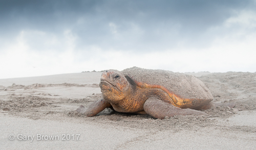 Caretta caretta