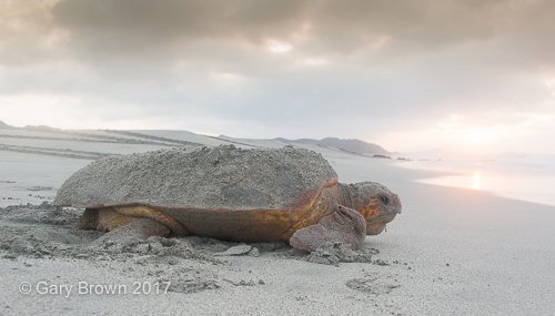 Caretta caretta