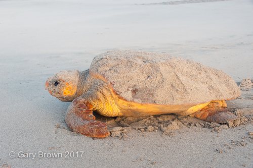 Caretta caretta