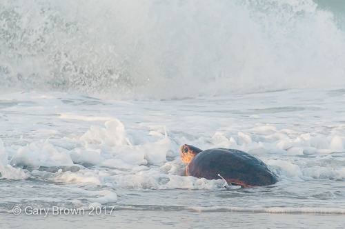 Caretta caretta