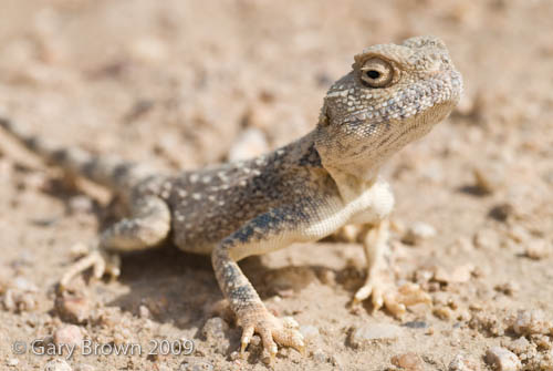 Trapelus pallidus