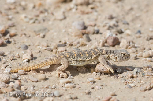 Uromastyx aegyptius