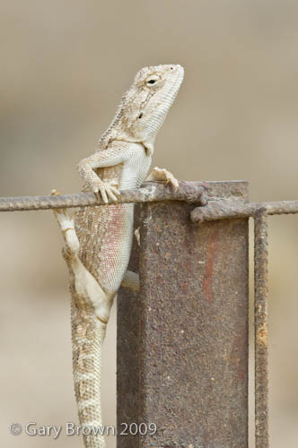 Trapelus persicus