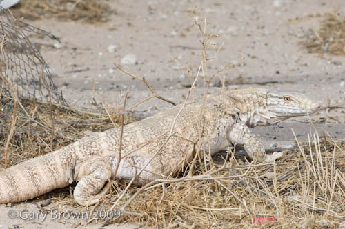 Varanus griseus