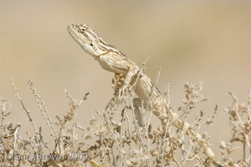 Trapelus persicus