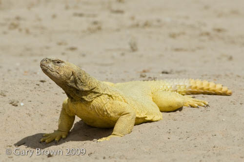 Uromastyx aegyptius