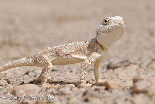 Trapelus pallidus