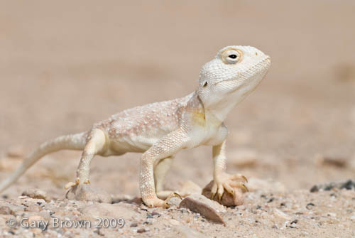 Trapelus pallidus