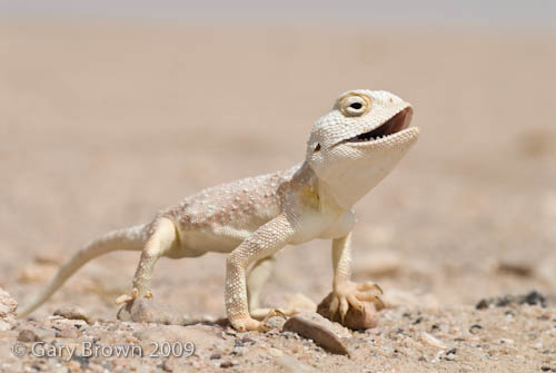 Trapelus pallidus