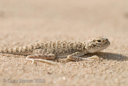 Phrynocephalus arabicus