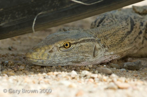 Varanus griseus