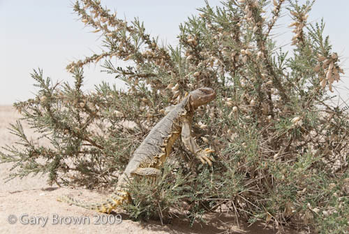 Uromastyx aegyptius