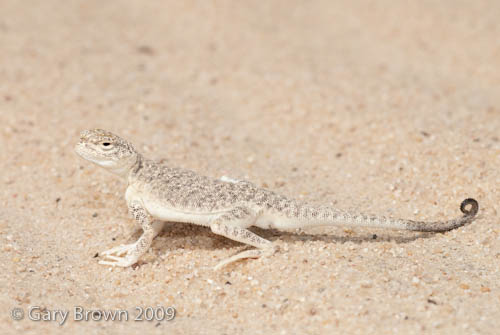 Phrynocephalus arabicus