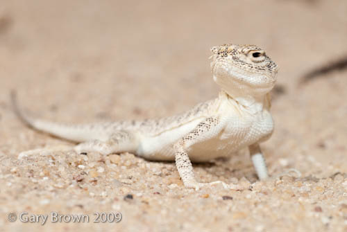 Phrynocephalus arabicus