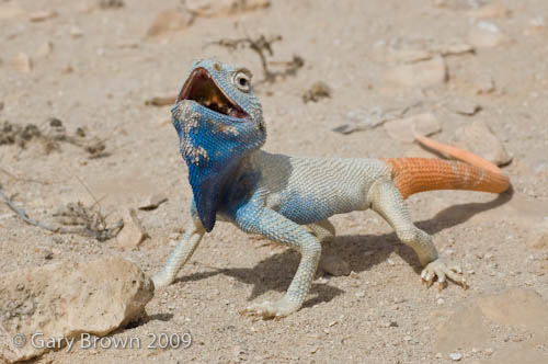 Trapelus flavimaculatus