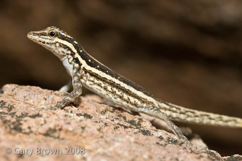 Pristurus sokotranus