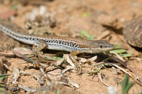 Mesalina balfouri