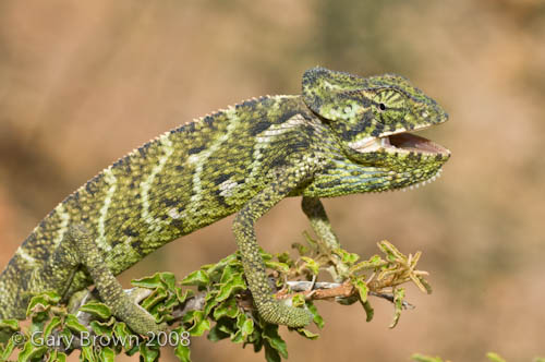 Chamaeleo monachus