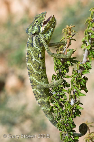 Chamaeleo monachus