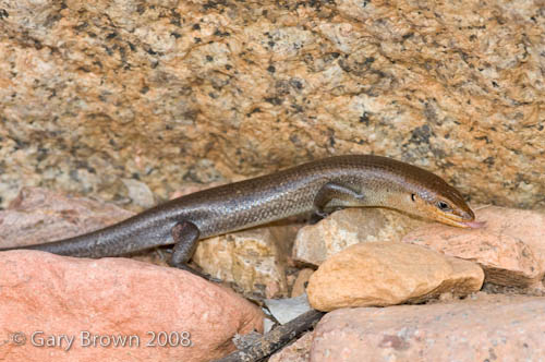 Trachylepis socotranus