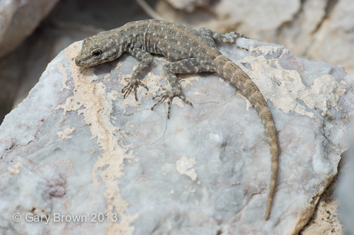 Pristurus rupestris