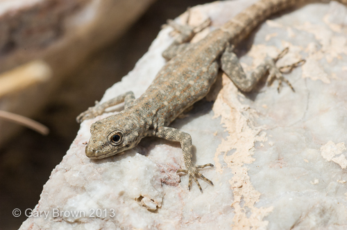 Pristurus rupestris