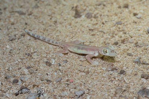 Stenodactylus arabicus