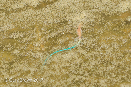 Omanosaura cyanura