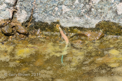 Omanosaura cyanura
