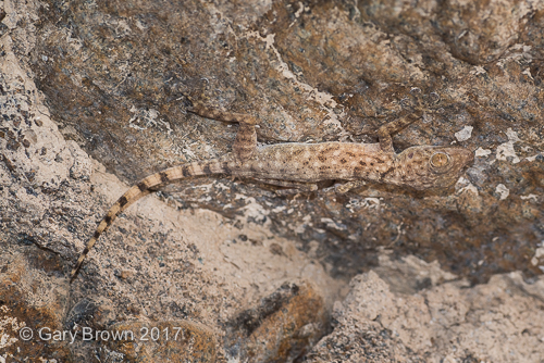 Ptyodactylus hasselquistii