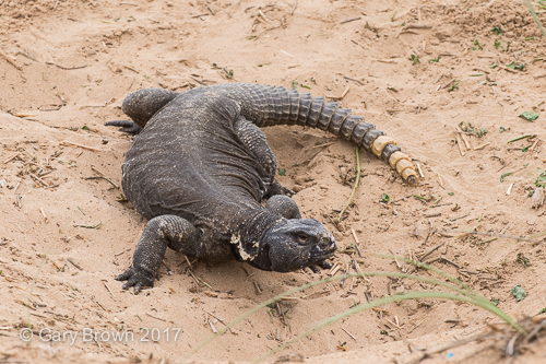 Uromastyx aegyptia leptieni