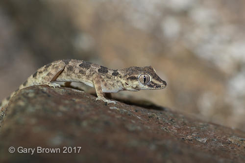 Bunopus spatalurus hajarensis