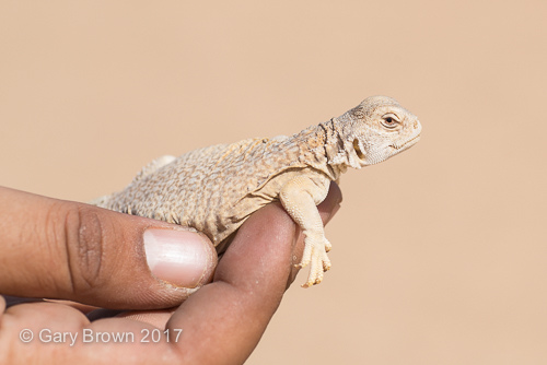 Uromastyx aegyptia leptieni
