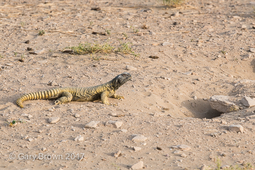 Uromastyx aegyptia leptieni
