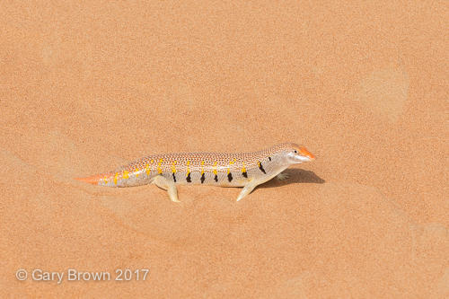 Scincus mitranus