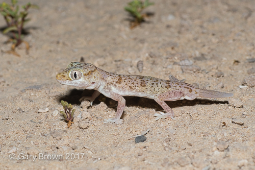 Stenodactylus leptocosymbotes
