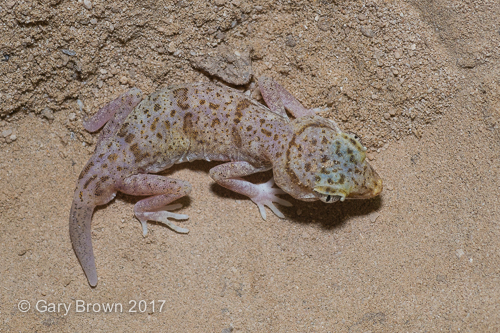 Stenodactylus leptocosymbotes