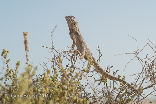 Trapelus flavimaculatus