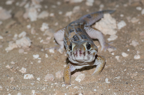 Teratoscincus keyserlingii