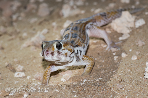 Teratoscincus keyserlingii