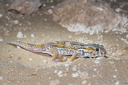 Teratoscincus keyserlingii