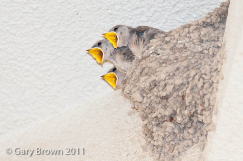 p crag martin chicks