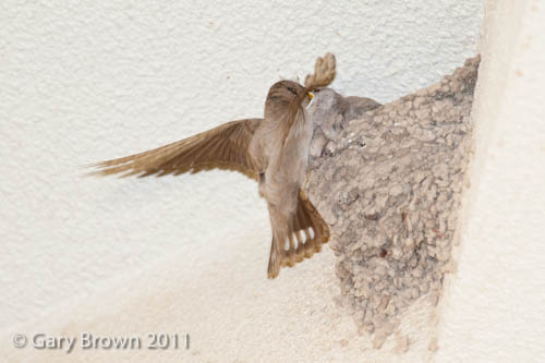 pale crag martin